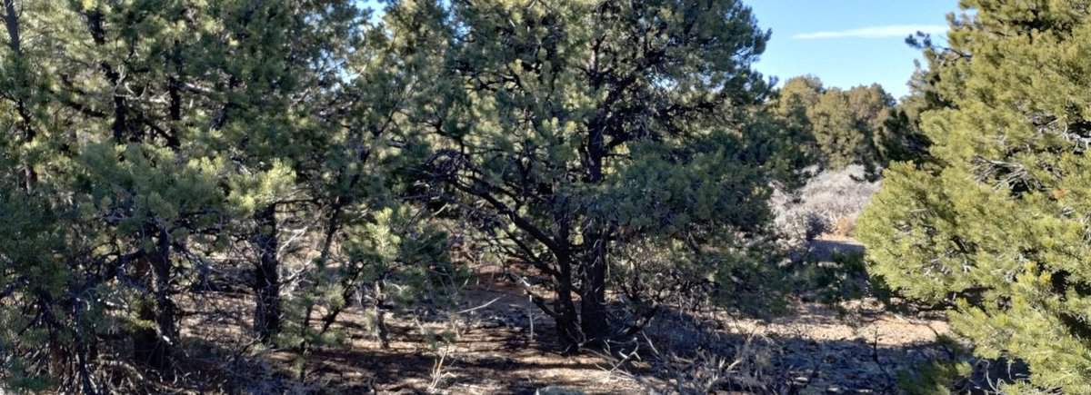 Wild Horses, Beautiful Views – 2.53 acres with plenty of Trees for Privacy – Easy Road Access – Southern Colorado