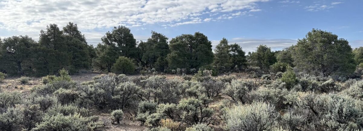 Beautiful 2.53 acre spot with plenty of Trees for Privacy – A perfect spot for a little cabin – Easy Road Access – Southern Colorado – Great Cash Deal – Financing Available